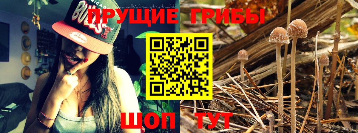 Мичуринск  купить   Вход с VPN  Галлюциногенные грибы Psilocybe 